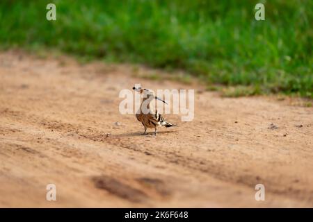 Uccello di Hoopoe o Upupidae su una pista forestale al parco nazionale di keoladeo bharatpur rajasthan india asia Foto Stock