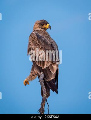 Steppa aquila o Aquila nipalensis ritratto su sfondo naturale cielo blu in tal chhapar santuario churu rajasthan india asia Foto Stock