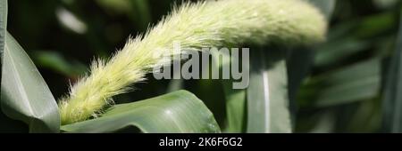 Setaria cresce in campo in primo piano natura Foto Stock