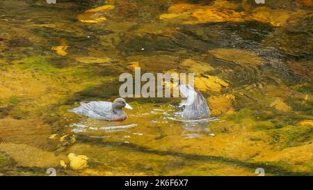 Un paio di anatre blu o whio in un torrente di montagna nel Parco Nazionale di Kahurangi. L'anatra blu è un membro della famiglia delle anatre, delle oche e del cigno. Foto Stock