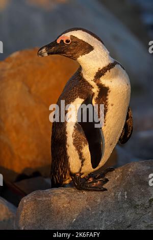 Un pinguino africano (Spheniscus demersus) seduto su una roccia costiera, Sudafrica Foto Stock