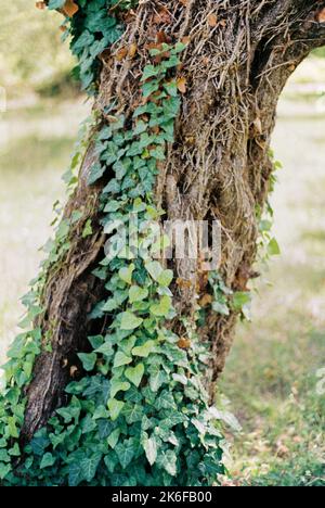 L'edera verde si intreccia lungo il tronco di un albero Foto Stock