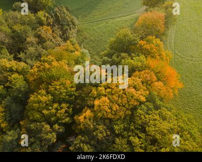 drone aereo fligt sulla foresta in autunno Foto Stock