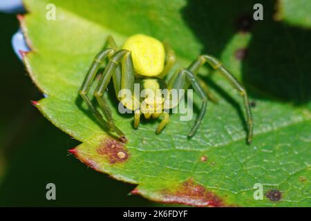 Un primo piano di un comune ragno di cetriolo (araniella cucurbitina) su una foglia verde Foto Stock