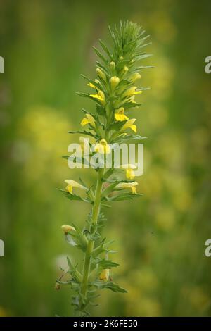 Primo piano verticale di una bartsia gialla (Parentucellia viscosa) che cresce in un campo Foto Stock