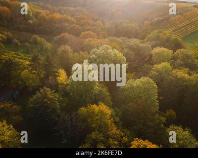 drone aereo fligt sulla foresta in autunno Foto Stock