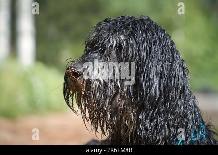 Ritratto di un cane Goldendoodle. Il cane è sdraiato sulla spiaggia con ricci bagnati lunga pelliccia nera marrone chiaro. Intimo cane di famiglia. Foto animale di un cane Foto Stock