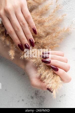 Belle mani di una giovane donna con manicure rosso scuro sulle unghie. Le mani femminili tengono erba secca di pampas Foto Stock