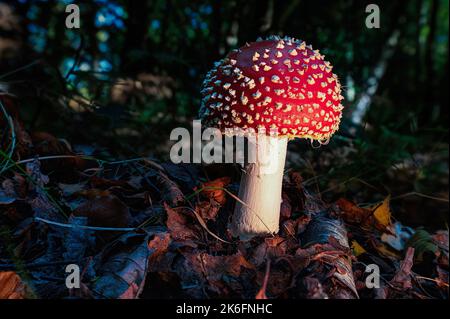 Amanita muscaria fungo noto come il mosca agarico preso in profondità nella New Forest in Hampshire con foglie autunnali caduti a terra. Foto Stock