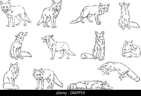Fox, immagine vettoriale di una volpe, illustrazione vettoriale per l'uso in loghi, segni, marchi, per il design e la pubblicità Illustrazione Vettoriale