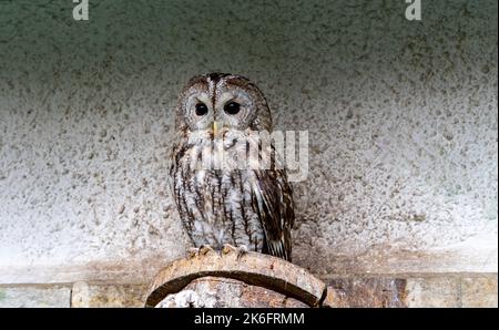 Tawny gufo (Strix aluco) in una voliera Foto Stock