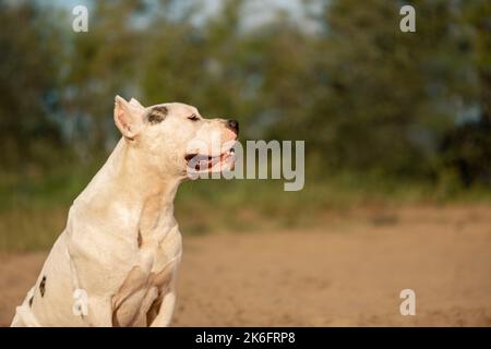 American Staffordshire Terrier seduto sulla sabbia e guardando lontano in campagna, primo piano ritratto Foto Stock