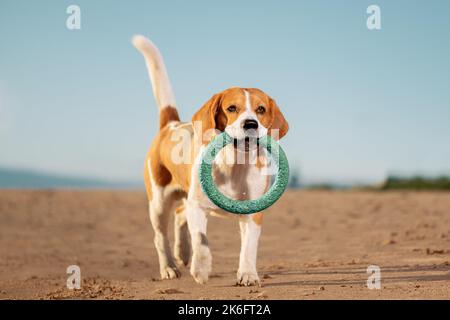 Cane felice con il giocattolo anello in bocca a piedi sulla sabbia. Foto Stock