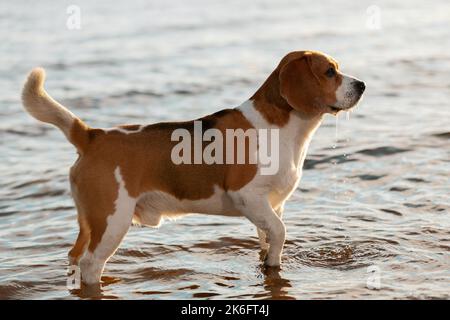 Cane Beagle inglese in piedi in acqua, vista laterale. Foto Stock