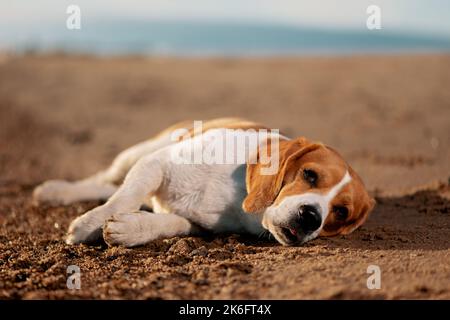 Cane Beagle inglese sdraiato sulla sabbia al tramonto. Foto Stock