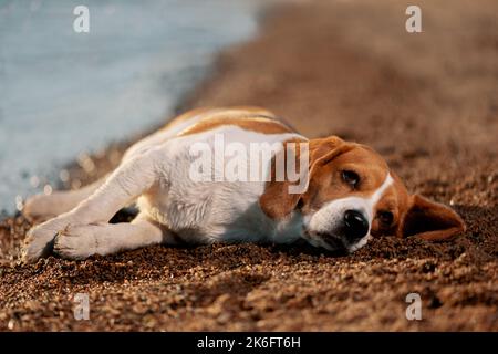 Beagle inglese sdraiato sulla spiaggia vicino all'acqua e ascoltare Foto Stock