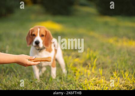Masticare l'osso per il cane in mano femminile su sfondo sfocato. Foto Stock
