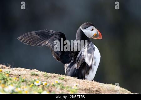 Profilo di Puffin Atlantico su sfondo scuro Foto Stock