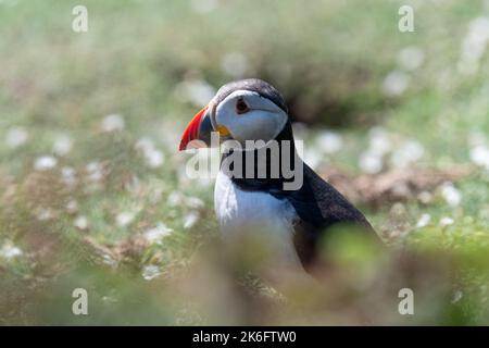 Primo piano di un Puffin Atlantico sullo sfondo verde naturale Foto Stock