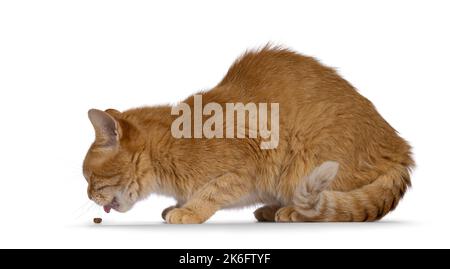 Gatto rosso della casa dell'adulto, che depone verso il basso i sensi che mangiano il cibo asciutto. Isolato su sfondo bianco. Foto Stock