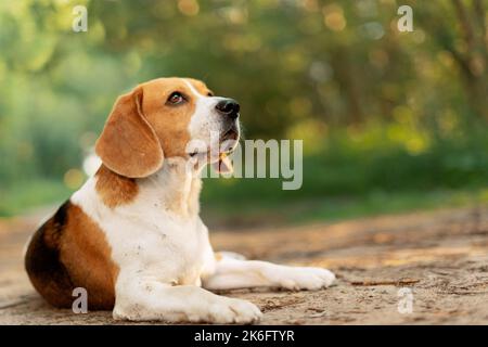 Cane Beagle sdraiato su strada sterrata Foto Stock