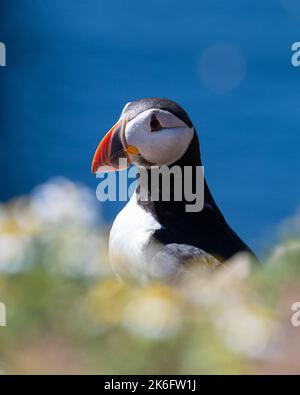 Profilo del Puffin Atlantico sullo sfondo blu del mare Foto Stock