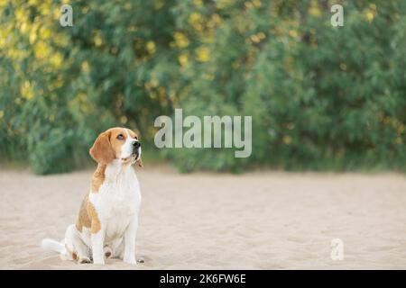 Cane carino seduto sulla sabbia all'aperto e guardando in alto Foto Stock