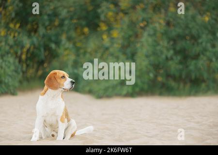 Beagle seduto sulla sabbia e guardando lontano Foto Stock