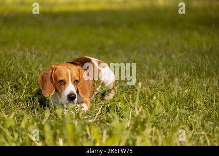 Beagle inglese sdraiato sull'erba Foto Stock