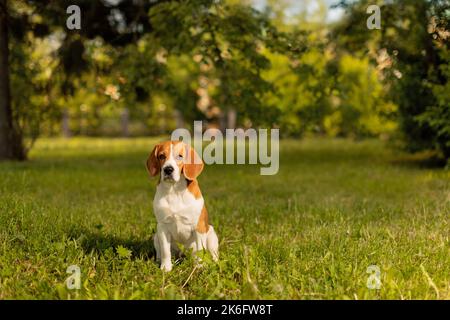 Cane Beagle seduto sull'erba nel parco Foto Stock