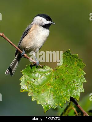 Carolina Chickadee appollaiato su Una miniera Muscadine guardando a destra Foto Stock