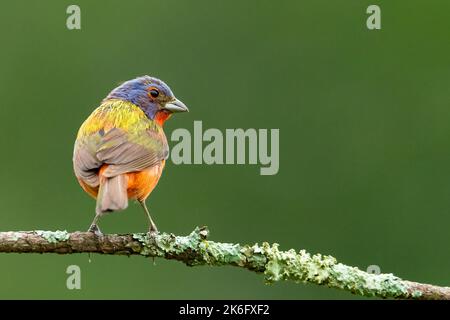 Maschio dipinto Bunting appollaiato su un ramo, ramoscello, guardando a destra Foto Stock