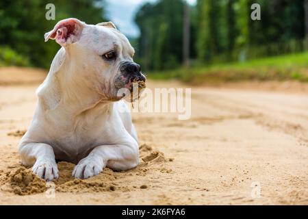 Olde English Bulldogge, Bulldog sdraiato su strada sterrata con sabbia sulla bocca Foto Stock