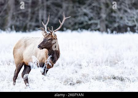 Maschio Elk pascolo in campo aperto, congelato con boschi dietro, Appalachian Mountains Foto Stock