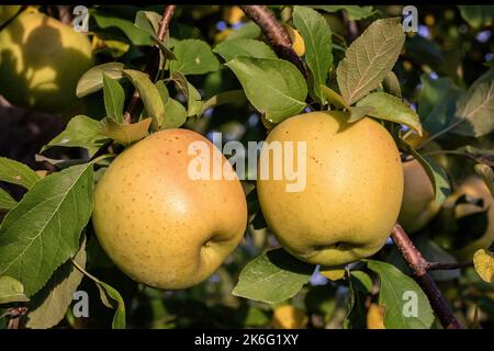 Bella luce del tardo pomeriggio sulle mele dorate al Pleasant Valley Orchard a Shafer, Minnesota USA. Foto Stock