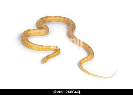 Serpente di mais al burro o serpente di ratto rosso, Pantherophis guttatus, isolato su uno sfondo bianco. Foto Stock