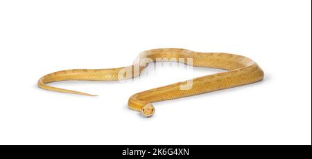 Serpente di mais al burro o serpente di ratto rosso, Pantherophis guttatus, isolato su uno sfondo bianco. Foto Stock