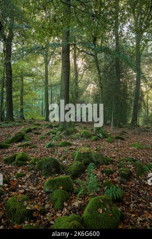 Woodland vicino a Trellech, Galles. Foto Stock