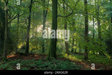 Sunburst in un moscato bosco vicino a Trellech, Galles. Foto Stock