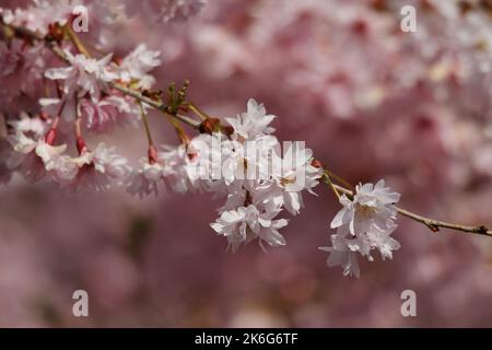 Fiori di ciliegio rosa su un gambo in primavera Foto Stock