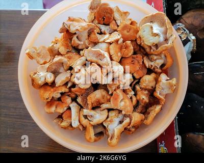 Funghi porcini e funghi porcini polacchi in grandi quantità. Raccolto di foresta di autunno. Foto Stock