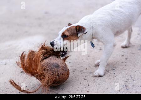 Jack Russell cane nibbles su vecchio cocco su cemento. Profondità di campo bassa. Foto orizzontale. Foto Stock