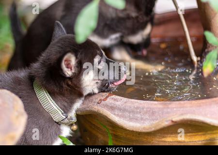 Due cuccioli bianchi e neri sono acqua potabile da grande vaso di fiori. Profondità di campo bassa. Fuoco sul cucciolo più vicino. Foto orizzontale. Foto Stock