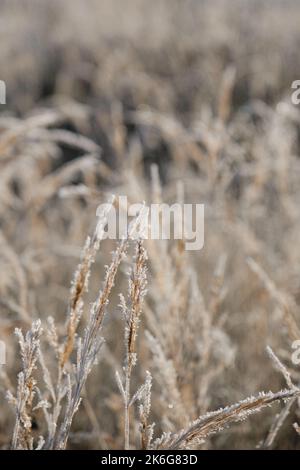 Sfondo naturale astratto di piante brune selvatiche morbide. Concetto natura in dettaglio a fine autunno. Prima gelate. Erba di Pampas su bokeh sfocato, canne secche Foto Stock