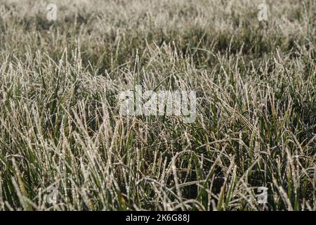 Concetto di natura in dettaglio a fine autunno. Prima gelate. Verde erba selvaggia coperta di rugiada e gelo, vista dall'alto. Il sole illumina il campo. Gelo invernale Foto Stock