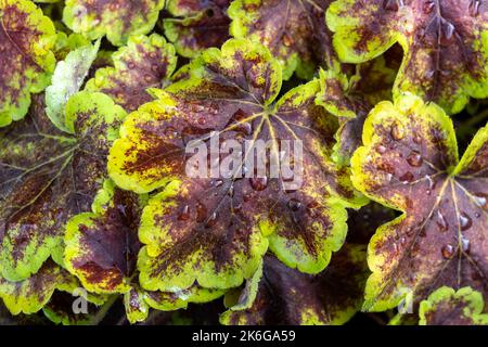 Heucherella 'Solar Eclipse' una pianta erbacea perenne con foglie verdi e marroni in autunno, che è un incrocio tra heuch Foto Stock