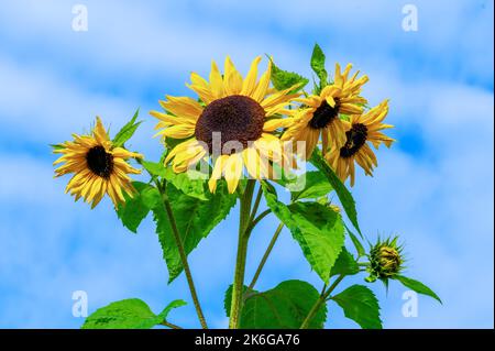 Girasoli (helianthus) una pianta estiva fiorita con un fiore giallo estivo, immagine di stock foto Foto Stock