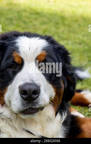 Esemplare di tre colori di cane. Razza chiamata Bernese Mountain Dog. Foto Stock