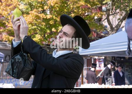 Preparandosi per Sukkos, un ebreo ortodosso ispeziona un esrog per essere sicuro che sia privo di imperfezioni. Su Lee Ave. A Williamsburg, Brooklyn, New York. Foto Stock