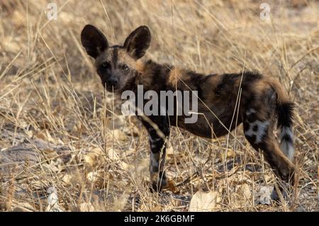 I cani selvatici africani riposano fuori dalla loro tana sulla savana africana Foto Stock